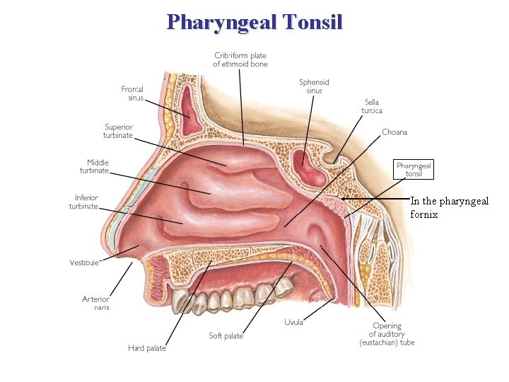 Pharyngeal Tonsil In the pharyngeal fornix 