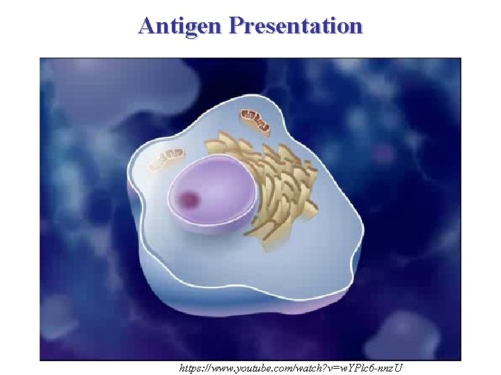 Antigen Presentation https: //www. youtube. com/watch? v=w. YPlc 6 -nnz. U 