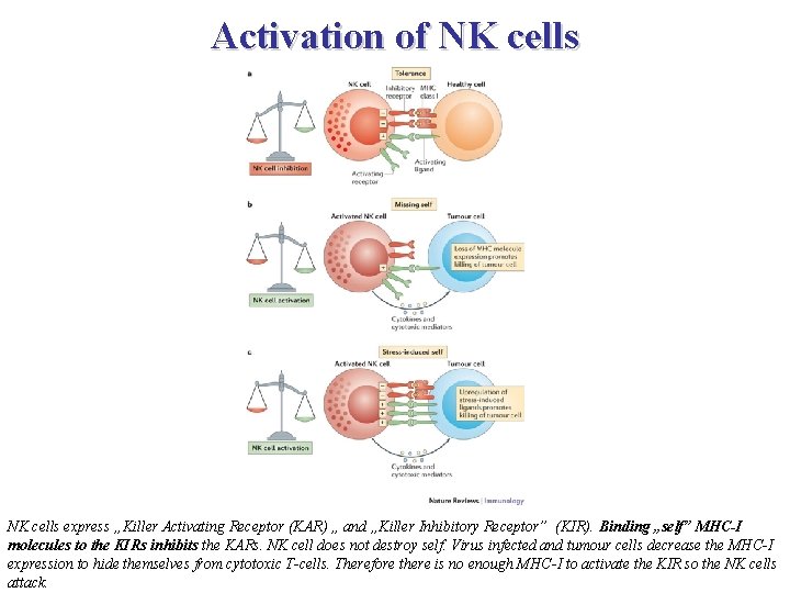 Activation of NK cells express „Killer Activating Receptor (KAR) „ and „Killer Inhibitory Receptor”