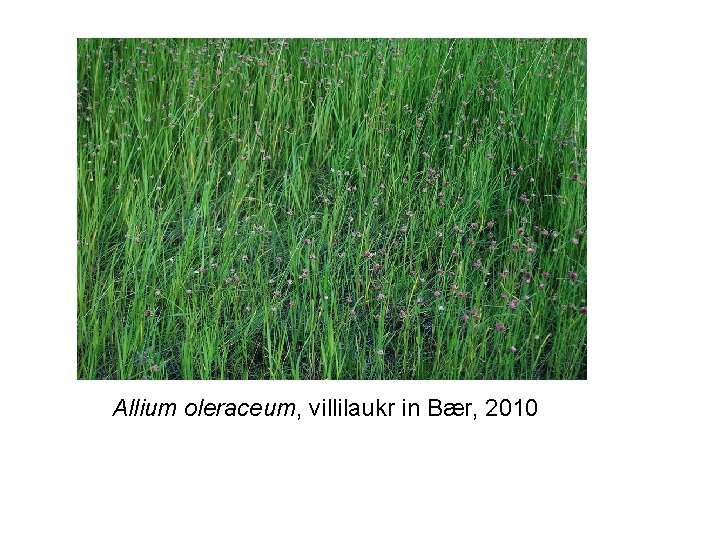 Allium oleraceum, villilaukr in Bær, 2010 