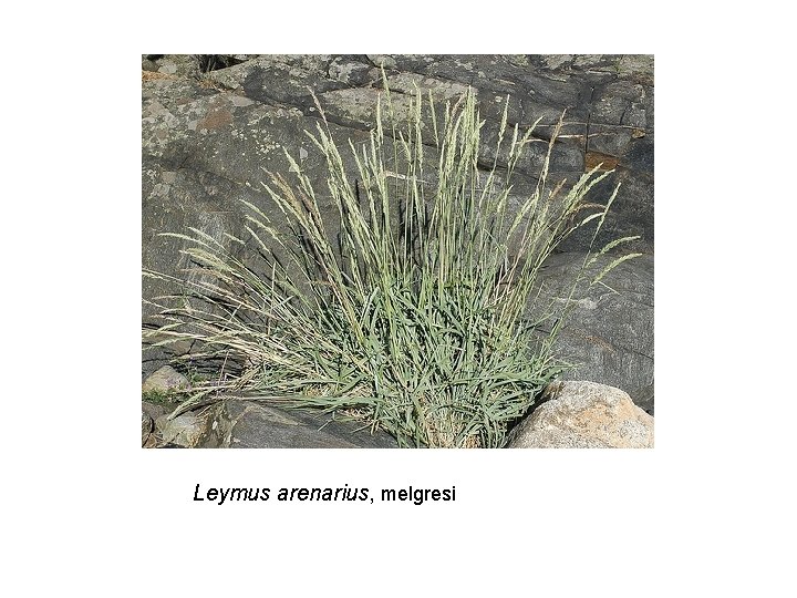 Leymus arenarius, melgresi 