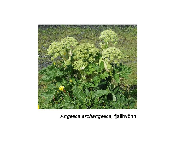 Angelica archangelica, fjallhvönn 