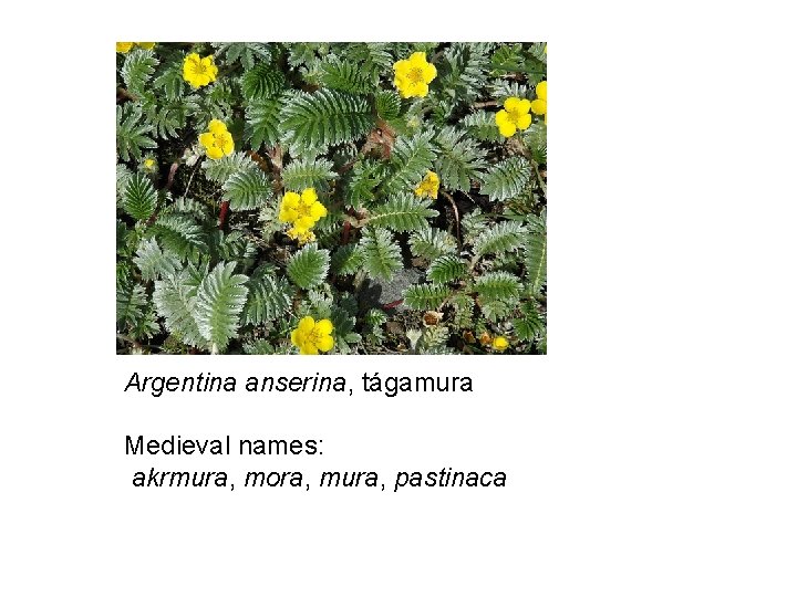 Argentina anserina, tágamura Medieval names: akrmura, mora, mura, pastinaca 