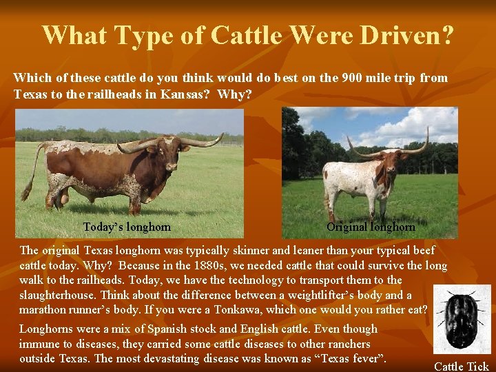 What Type of Cattle Were Driven? Which of these cattle do you think would