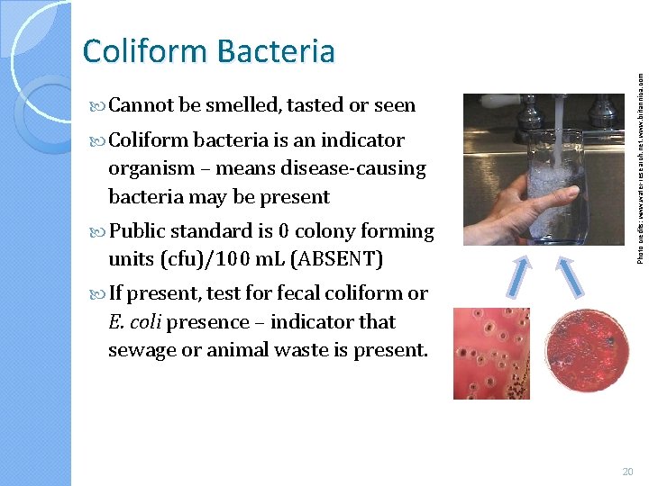 Photo credits: www. water-research. net, www. britannica. com Coliform Bacteria Cannot be smelled, tasted