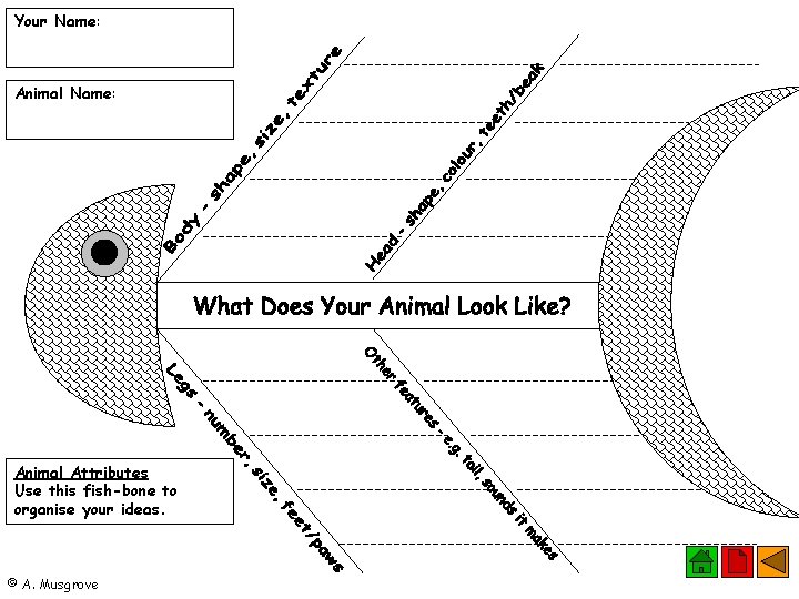 Your Name: Animal Attributes Use this fish-bone to organise your ideas. © A. Musgrove