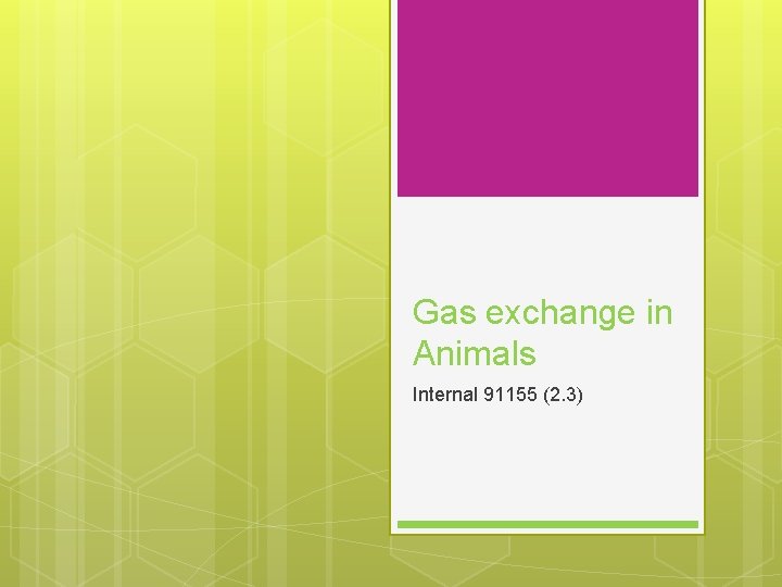 Gas exchange in Animals Internal 91155 (2. 3) 