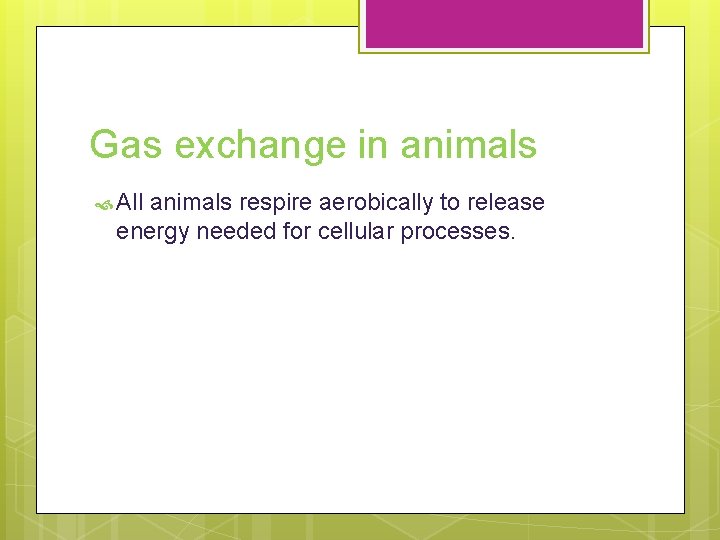 Gas exchange in animals All animals respire aerobically to release energy needed for cellular