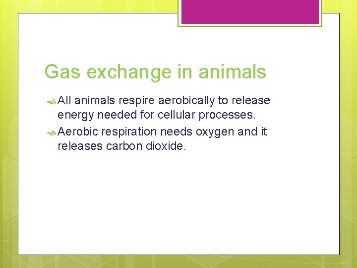 Gas exchange in animals All animals respire aerobically to release energy needed for cellular