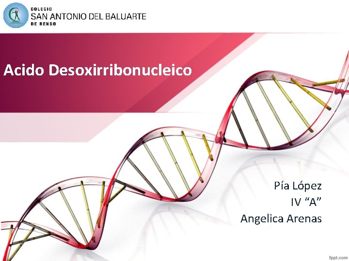 Acido Desoxirribonucleico Pía López IV “A” Angelica Arenas 