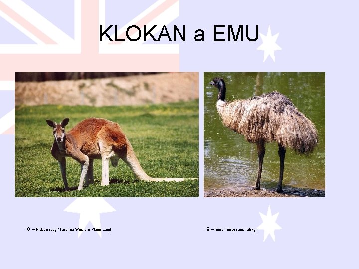 KLOKAN a EMU 8 – Klokan rudý (Taronga Western Plains Zoo) 9 – Emu