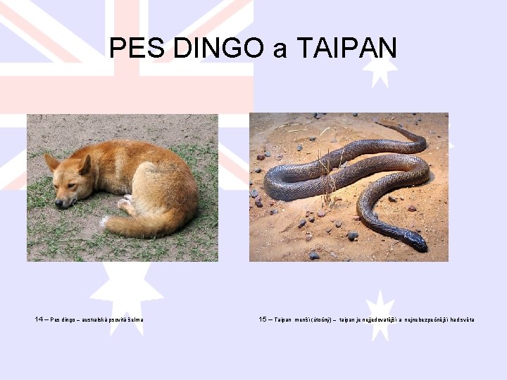PES DINGO a TAIPAN 14 – Pes dingo – australská psovitá šelma 15 –