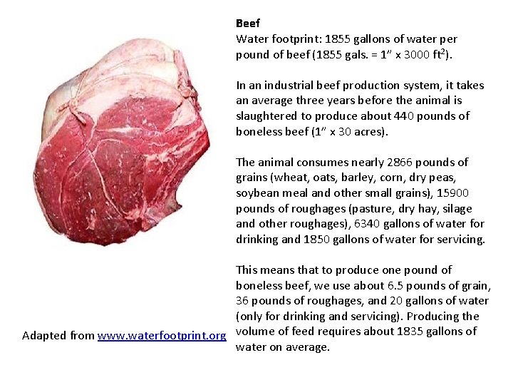 Beef Water footprint: 1855 gallons of water pound of beef (1855 gals. = 1”