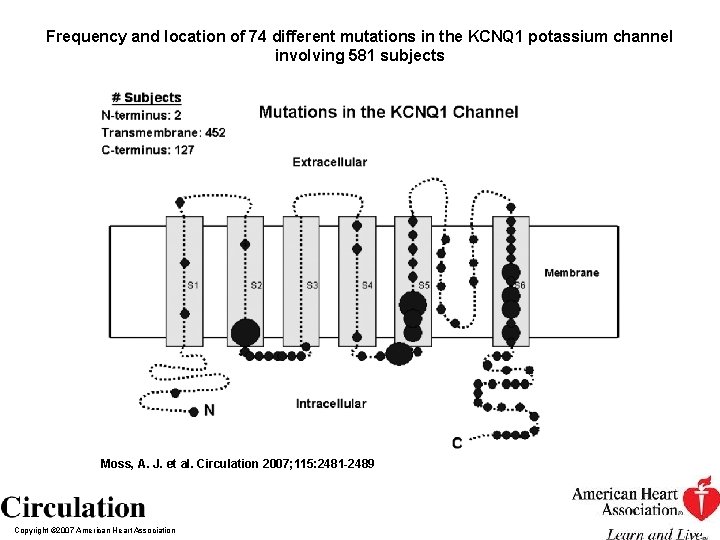 Frequency and location of 74 different mutations in the KCNQ 1 potassium channel involving