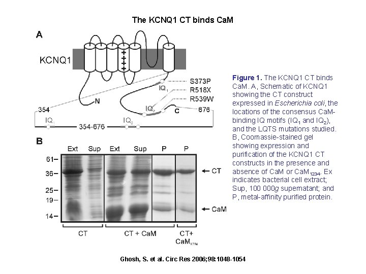 The KCNQ 1 CT binds Ca. M Figure 1. The KCNQ 1 CT binds