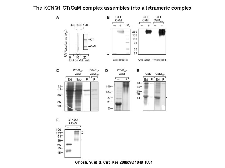 The KCNQ 1 CT/Ca. M complex assembles into a tetrameric complex Ghosh, S. et