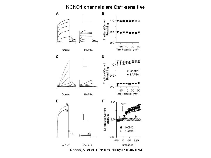 KCNQ 1 channels are Ca 2+-sensitive Ghosh, S. et al. Circ Res 2006; 98: