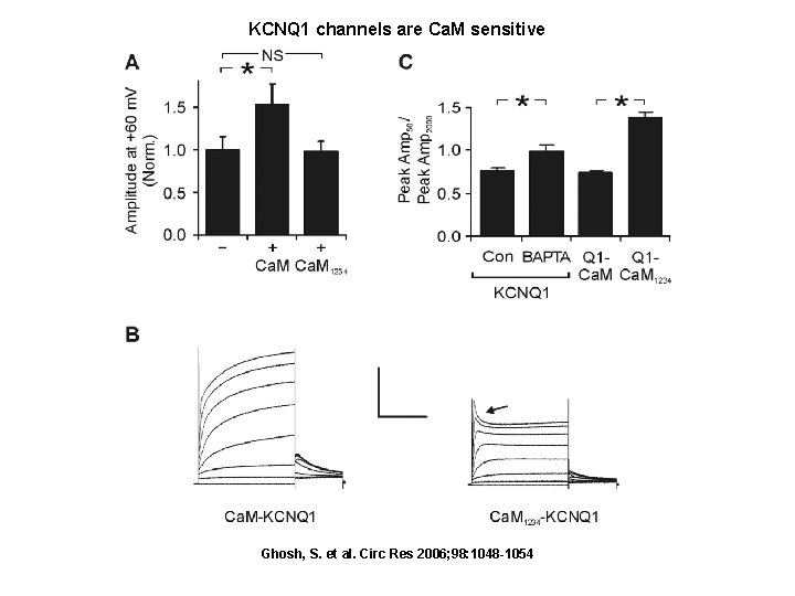 KCNQ 1 channels are Ca. M sensitive Ghosh, S. et al. Circ Res 2006;