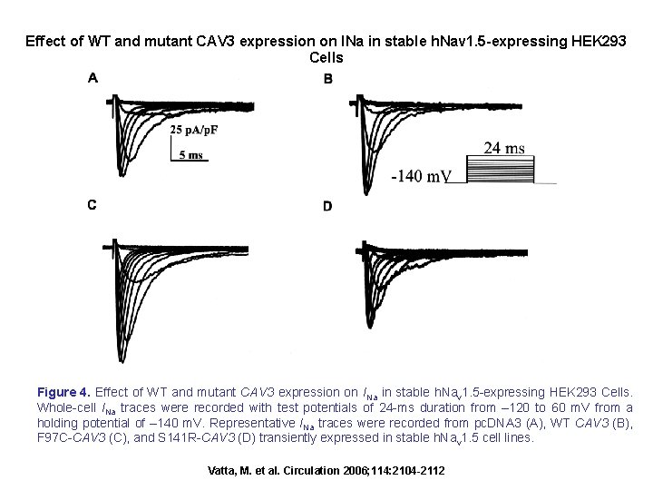 Effect of WT and mutant CAV 3 expression on INa in stable h. Nav