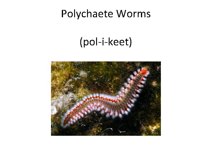 Polychaete Worms (pol-i-keet) 