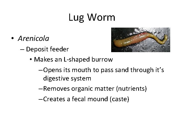 Lug Worm • Arenicola – Deposit feeder • Makes an L-shaped burrow – Opens