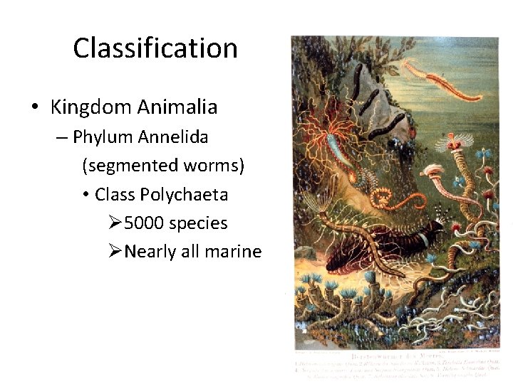 Classification • Kingdom Animalia – Phylum Annelida (segmented worms) • Class Polychaeta Ø 5000