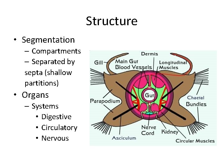 Structure • Segmentation – Compartments – Separated by septa (shallow partitions) • Organs –