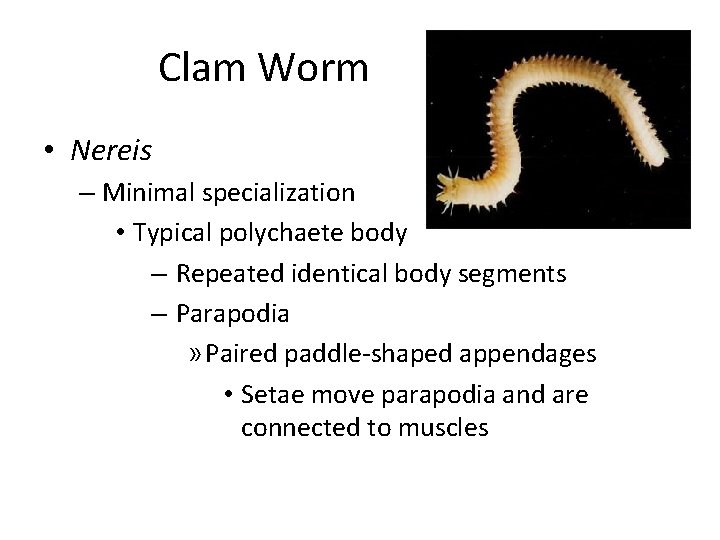 Clam Worm • Nereis – Minimal specialization • Typical polychaete body – Repeated identical