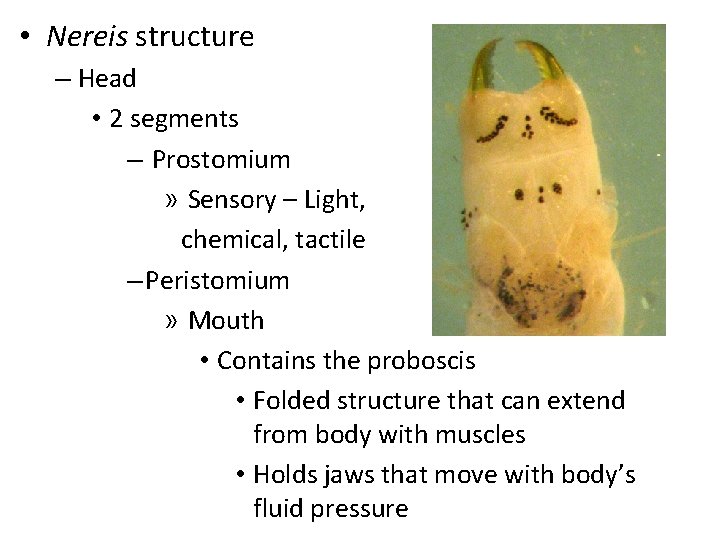  • Nereis structure – Head • 2 segments – Prostomium » Sensory –