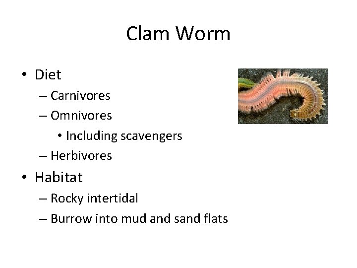 Clam Worm • Diet – Carnivores – Omnivores • Including scavengers – Herbivores •