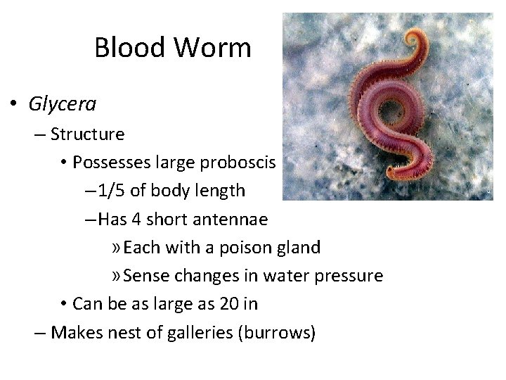 Blood Worm • Glycera – Structure • Possesses large proboscis – 1/5 of body