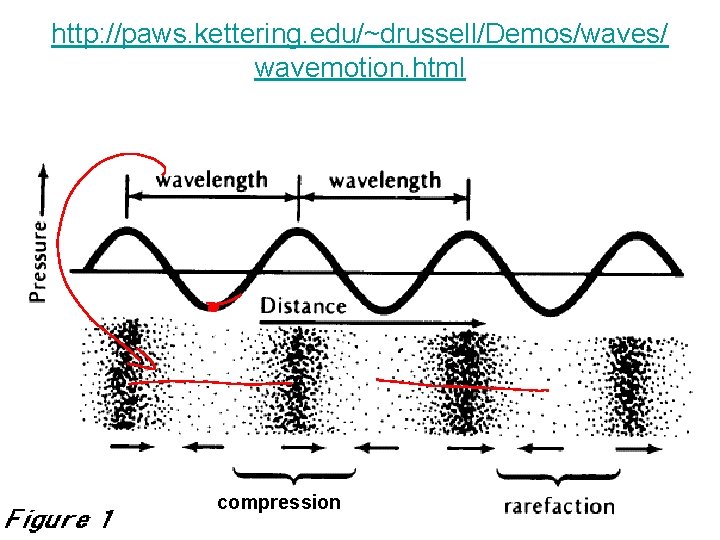 http: //paws. kettering. edu/~drussell/Demos/waves/ wavemotion. html compression 