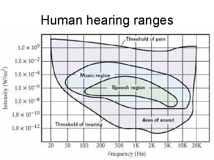 Human hearing ranges 