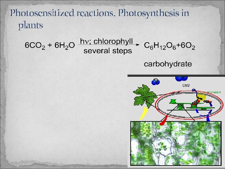 Photosensitized reactions. Photosynthesis in plants 