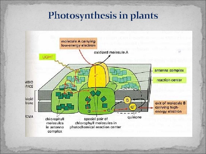 Photosynthesis in plants 