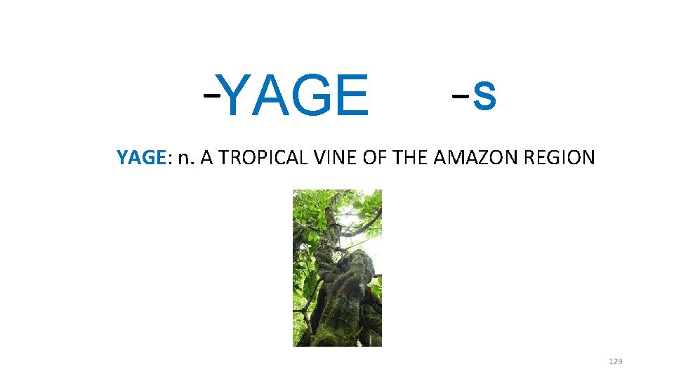 _ YAGE _ S YAGE: n. A TROPICAL VINE OF THE AMAZON REGION 129 _ YAGE _ S YAGE: n. A TROPICAL VINE OF THE AMAZON REGION 129