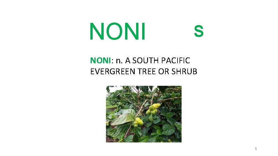 NONI S NONI: n. A SOUTH PACIFIC EVERGREEN TREE OR SHRUB 5 NONI S NONI: n. A SOUTH PACIFIC EVERGREEN TREE OR SHRUB 5
