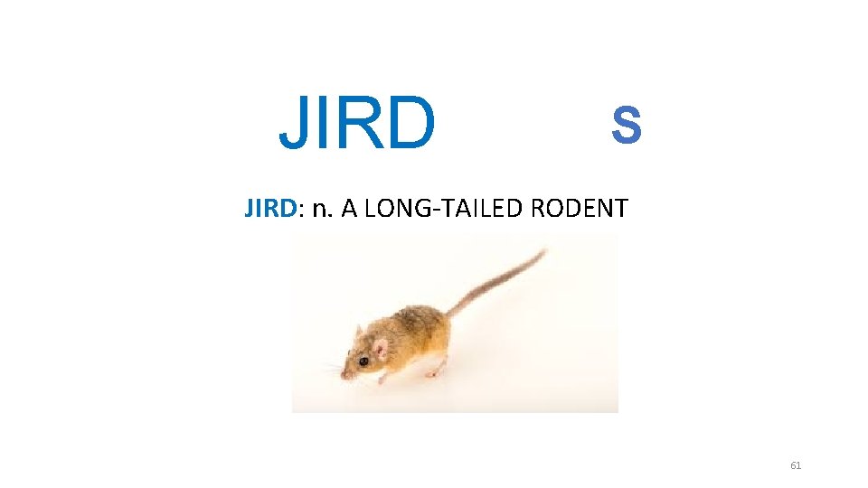 JIRD S JIRD: n. A LONG-TAILED RODENT 61 JIRD S JIRD: n. A LONG-TAILED RODENT 61