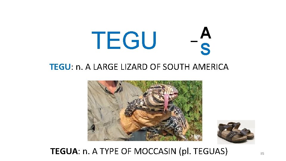 TEGU _A S TEGU: n. A LARGE LIZARD OF SOUTH AMERICA TEGUA: n. A TEGU _A S TEGU: n. A LARGE LIZARD OF SOUTH AMERICA TEGUA: n. A