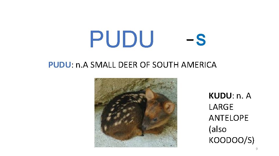 PUDU _ S PUDU: n. A SMALL DEER OF SOUTH AMERICA KUDU: n. A PUDU _ S PUDU: n. A SMALL DEER OF SOUTH AMERICA KUDU: n. A