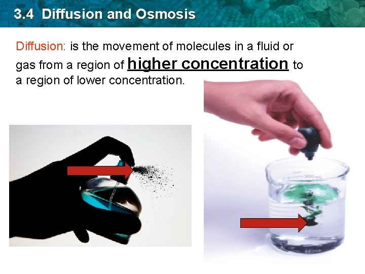 3. 4 Diffusion and Osmosis Diffusion: is the movement of molecules in a fluid