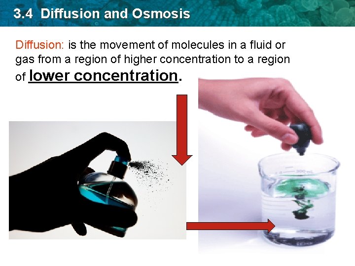 3. 4 Diffusion and Osmosis Diffusion: is the movement of molecules in a fluid