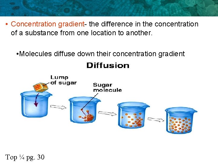 • Concentration gradient- the difference in the concentration of a substance from one