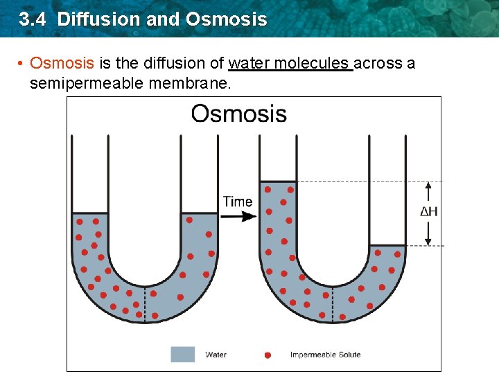 3. 4 Diffusion and Osmosis • Osmosis is the diffusion of water molecules across