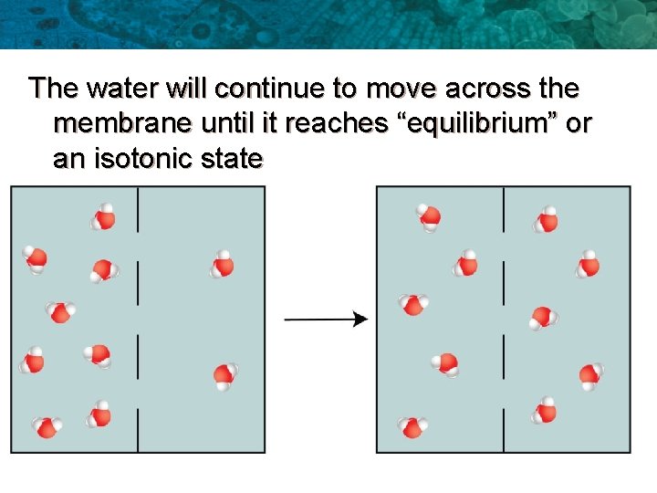 The water will continue to move across the membrane until it reaches “equilibrium” or