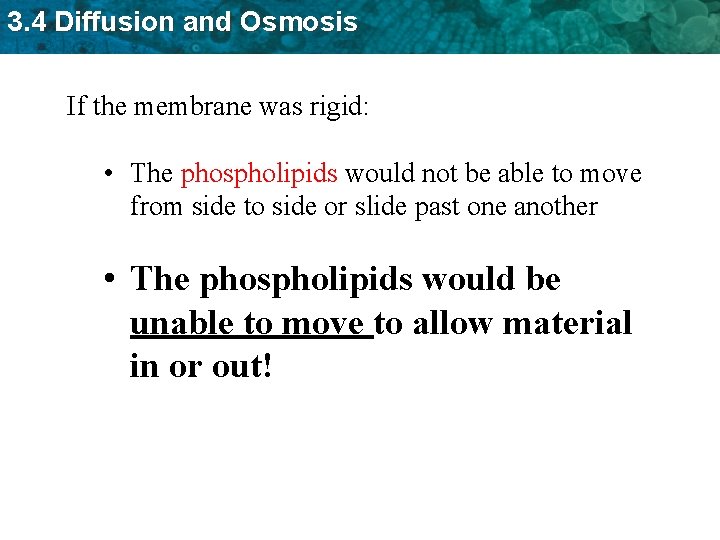 3. 4 Diffusion and Osmosis If the membrane was rigid: • The phospholipids would