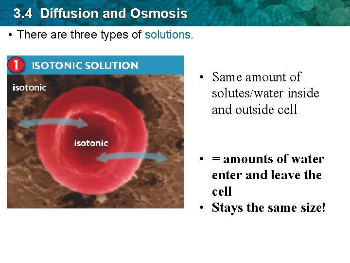 3. 4 Diffusion and Osmosis • There are three types of solutions. • Same