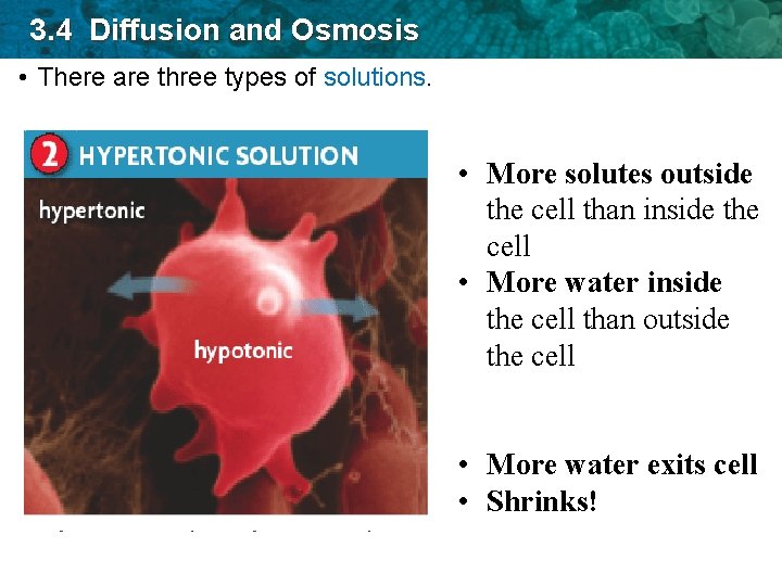 3. 4 Diffusion and Osmosis • There are three types of solutions. • More
