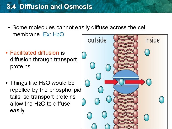 3. 4 Diffusion and Osmosis • Some molecules cannot easily diffuse across the cell