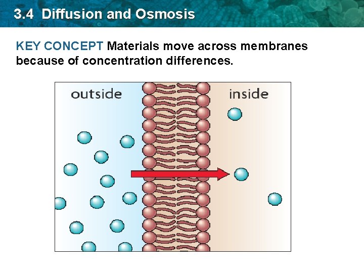 3. 4 Diffusion and Osmosis KEY CONCEPT Materials move across membranes because of concentration